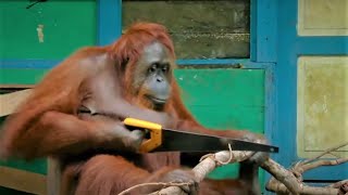 Incredible Orangutan Moments Part 1  Top 5s  BBC Earth [upl. by Farrison]