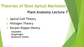 Theories of Root Apical Meristem [upl. by Lohner]