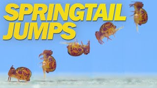 Springtail Jumps Off Water and in Super Slow Motion [upl. by Yhtir534]