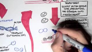 Myology  Skeletal Muscle Sarcomere Myosin and Actin [upl. by Ttehc]