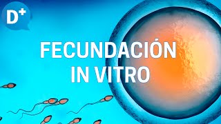 Fecundación in vitro Etapas y resultados [upl. by Karlan]