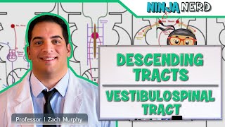 Neurology  Descending Tracts Vestibulospinal Tract [upl. by Riada721]