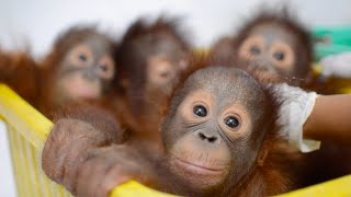 Baby Orangutan Bedtime at the BOS Nyaru Menteng Baby House [upl. by Ortiz]