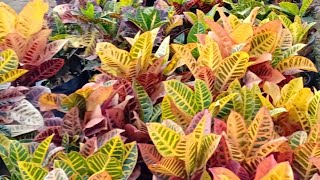 How to take care of Garden Crotons  Indoor and outdoor [upl. by Clarence756]