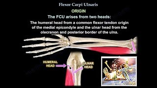 Flexor Carpi Ulnaris  Everything You Need To Know  Dr Nabil Ebraheim [upl. by Pazice626]