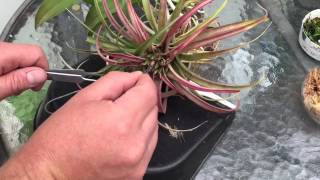 AIR PLANT CARE HOW TO GERMANATE AND GROW TILLANDSIA AIR PLANTS FROM SEEDS [upl. by Trina]