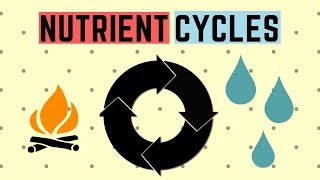 IGCSE BIOLOGY REVISION Syllabus 20  Nutrient Cycles [upl. by Durrej]