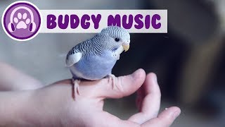 Relax My Budgie  Relaxing Music for Budgies [upl. by Nuahsyar432]