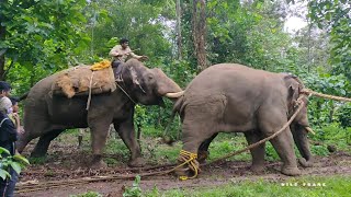 Wildframe  ELEPHANT ABHIMANYU FIGHTING 2021 [upl. by Aneehsyt]