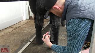 Complete Beef Cattle Fitting Tips from Nasco amp CD Show Cattle [upl. by Annabal]