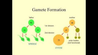 Gametes formation Biology expert [upl. by Llewen]