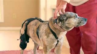 Ortho Dog  Cruciate Care Knee Brace Demo [upl. by Lyudmila]