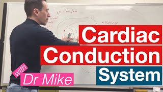 Cardiac Conduction System  Cardiology [upl. by Niamrahc]