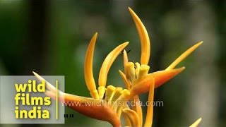 Heliconia Flower [upl. by Tulley353]