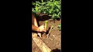 How To Plant a Crinum Lily Bulb wwwJenksFarmercom [upl. by Mandel991]