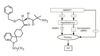 MK677 Ibutamoren  A Comprehensive Overview [upl. by Tabib]