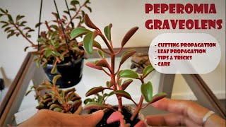 Peperomia Ruby glow Propagtion and care [upl. by Htez558]