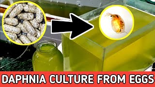 HOW TO HATCH DAPHNIA EGGS  HOW TO CULTURE DAPHNIA [upl. by Ocirrej]