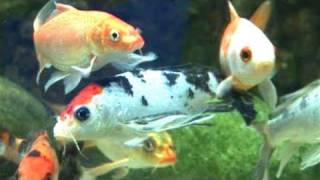 How To Prepare A Coldwater Fish Tank [upl. by Arlynne67]