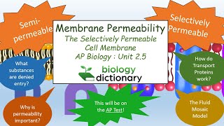 Membrane Permeability The Selectively Permeable Cell Membrane  AP Biology 25 [upl. by Gnolb]