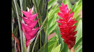 Awesome and Most Beautiful Heliconia Flowers [upl. by Tace650]