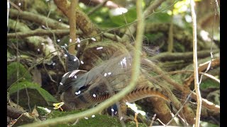 Lyrebird goes crazy mimicking [upl. by Seessel]