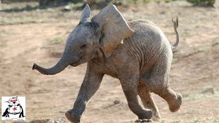 Baby Elephants Chasing Other Animals Compilation [upl. by Annawot]