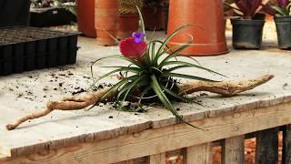 How to Display Air Plants Tillandsia [upl. by Mikkel]