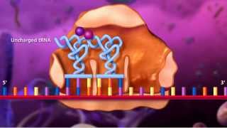 Molecular Biology of Gene [upl. by Jordan313]