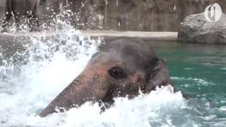 Oregon Zoo elephant Samudra enjoys a swim [upl. by Weibel]