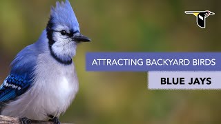 Attracting Backyard Birds Blue Jays [upl. by Merla32]