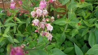 Aquilegia  the classic cottage garden flower [upl. by Cynthea]