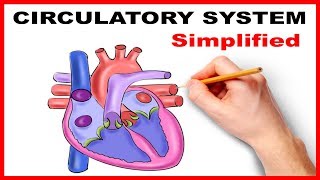 Circulatory System Physiology Heart Simplified [upl. by Darcy]