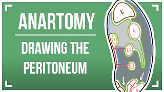 Drawing The Peritoneum [upl. by Ricoriki]