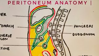 Peritoneum anatomy  med tutorials [upl. by Celestyn]