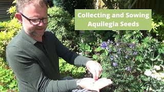 Sowing Aquilegia Seeds  How to Sow Seeds  Hardy Perennials  Gardening Tips  Collecting Seeds [upl. by Anita]