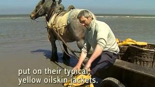 Shrimp fishing on horseback in Oostduinkerke [upl. by Judsen]