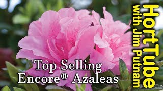 Top 10 Encore® Azaleas  Repeat Flowering Azaleas [upl. by Maxa]