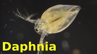 Daphnia [upl. by Dinnage840]