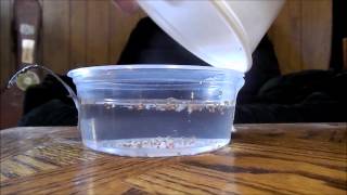 THESE KIDS HAVE SCALES How to breed and hatch mystery snail eggs includes how to setup a hatchery [upl. by Franza]