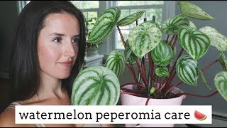 Watermelon Peperomia Care Tips  Easy Care Houseplant [upl. by Nomae741]