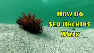 How Do Sea Urchins Walk [upl. by Netsuj]