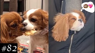 Meet Cavalier King Charles Spaniel Compilation  Dogs Videos [upl. by Siari]