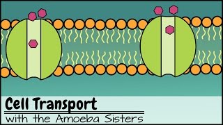 Cell Transport [upl. by Soutor]