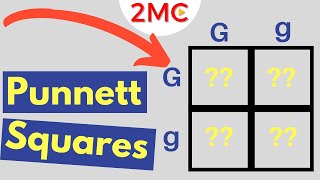 Punnett Square Basics  Mendelian Genetic Crosses [upl. by Jude]