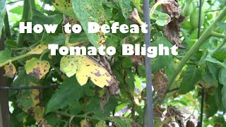 How to Defeat Tomato Blight [upl. by Demahum]