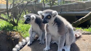 Meet The RingTailed And Red Ruffed Lemurs [upl. by Aiki]