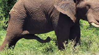 Elephant with five legs in Kruger National park south Africa [upl. by Einwahs674]