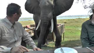 Zimbabwe Bull Elephant Crashes Into Tourists at Mana Pools [upl. by Neetsirhc]