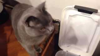 Chartreux feeding time [upl. by Karyn]